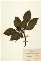 藏品(昆欄樹)的圖片